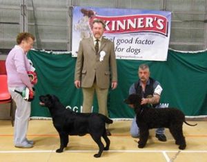 BPIS April 2012BPIS Heppers Labrador MARDAS ROMANTIC VENETIAN and RBPIS Furbers Irish Water Spaniel HOLBAIN MISS ADEL