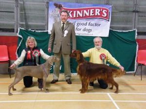 BIS judge Mr C. Atkinson with BIS Hawkin's Weimaraner GLASARIAN THENA and RBIS Stockton's GWENDARIFF DR PEPPER