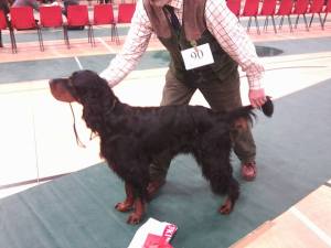 Whitlock's LIRIC SOVEREIGN gordon setter BOB
