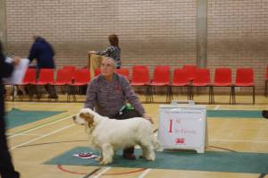 1st pup clumber spaniel exh 123