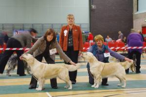 goldens BOB and BPIB