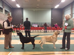 Labrador BPIB and BOB